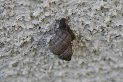 Élégante striée Pomatias elegans (O.F. Müller, 1774)