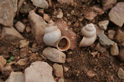 Élégante des calanques Tudorella sulcata (Draparnaud, 1801)