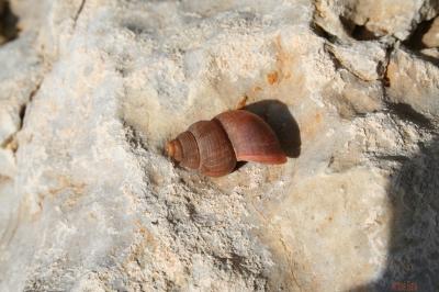Élégante des calanques Tudorella sulcata (Draparnaud, 1801)
