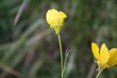 Renoncule bulbeuse Ranunculus bulbosus L., 1753