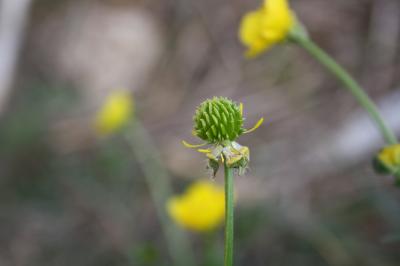 Renoncule bulbeuse Ranunculus bulbosus L., 1753