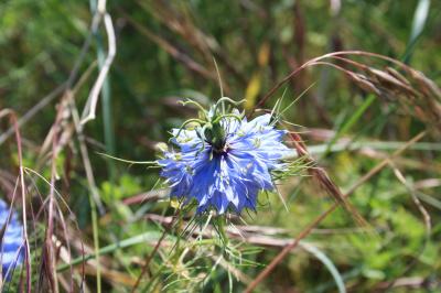 Nigelle de Damas, Herbe de Capucin Nigella damascena L., 1753