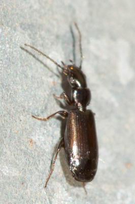  Syntomus obscuroguttatus (Duftschmid, 1812)