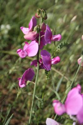 Gesse à larges feuilles, Pois vivace Lathyrus latifolius L., 1753