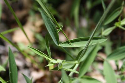 Gesse des prés Lathyrus pratensis L., 1753