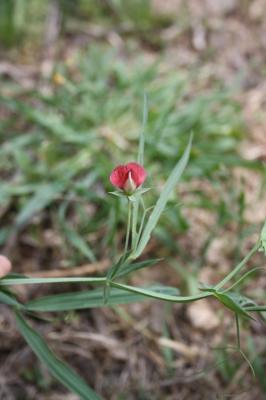 Gessette, Jarosse Lathyrus cicera L., 1753