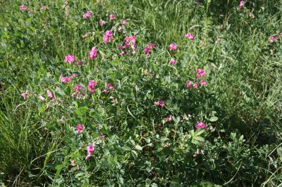 Macusson, Gland-de-terre Lathyrus tuberosus L., 1753