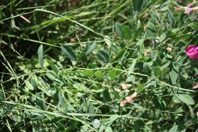 Macusson, Gland-de-terre Lathyrus tuberosus L., 1753