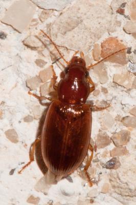  Bradycellus verbasci (Duftschmid, 1812)