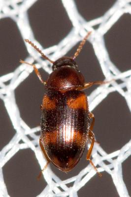  Alphitophagus bifasciatus (Say, 1824)