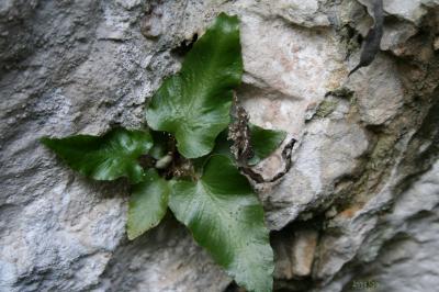 Herbe à la mule, Doradille sagittée Asplenium sagittatum (DC.) Bange, 1952