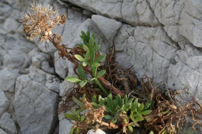 Criste marine, Fenouil marin, Perce-pierre, Cassep Crithmum maritimum L., 1753