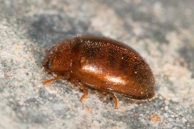 Mycétophage des céréales (le) Typhaea stercorea (Linnaeus, 1758)