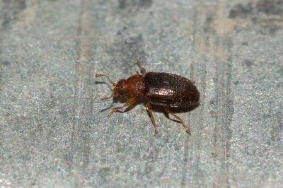  Melanophthalma distinguenda (Comolli, 1837)