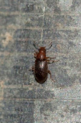  Melanophthalma distinguenda (Comolli, 1837)