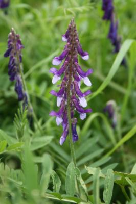 Vesce velue, Vesce des sables Vicia villosa Roth, 1793