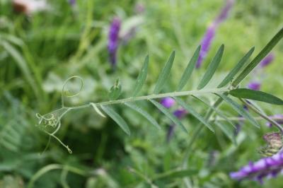 Vesce velue, Vesce des sables Vicia villosa Roth, 1793