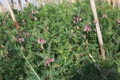 Vesce striée Vicia pannonica var. purpurascens (DC.) Ser., 1825