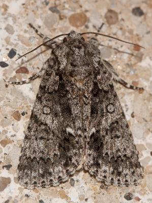 Noctuelle de la Patience (La) Acronicta rumicis (Linnaeus, 1758)