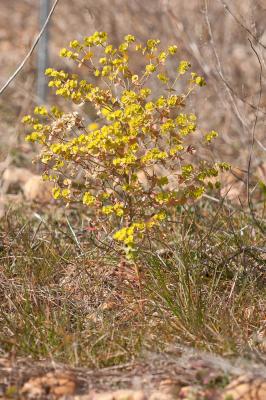 Euphorbe des moissons Euphorbia segetalis L., 1753