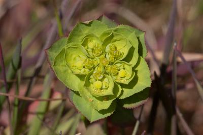 Euphorbe réveil matin, Herbe aux verrues Euphorbia helioscopia L., 1753