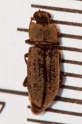  Gonocephalum Solier, 1834