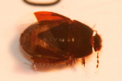 Byrsinus flavicornis (Fabricius, 1794)