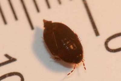  Byrsinus flavicornis (Fabricius, 1794)