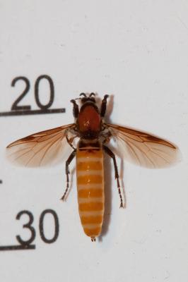 Bibion de S. Marc rouge Bibio hortulanus (Linnaeus, 1758)