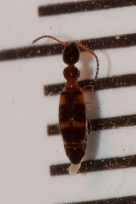  Leptaleus rodriguesi (Latreille, 1804)