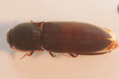  Agriotes sordidus (Illiger, 1807)