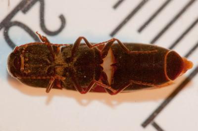  Agriotes sordidus (Illiger, 1807)