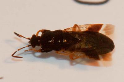  Megalonotus praetextatus (Herrich-Schäffer, 1835)