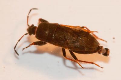  Megalonotus praetextatus (Herrich-Schäffer, 1835)