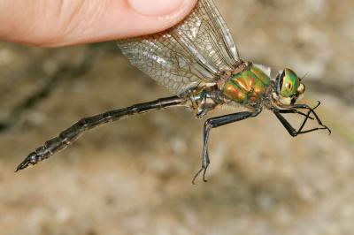 Cordulie métallique (La) Somatochlora metallica (Vander Linden, 1825)