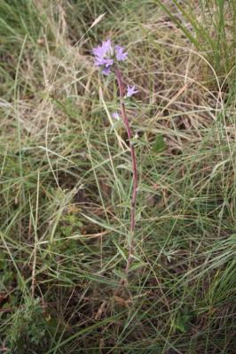 Campanule agglomérée Campanula glomerata L., 1753