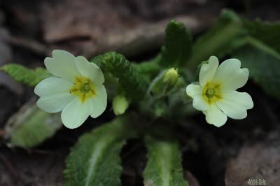  Primula L., 1753