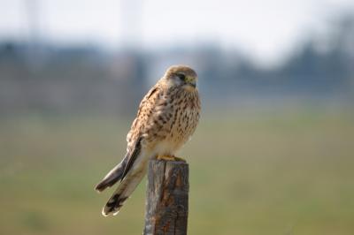 Faucon crécerelle Falco tinnunculus Linnaeus, 1758