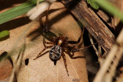 Araignées-crabes, Araignées-crabes des fleurs et d Thomisidae 