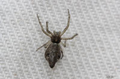  Tmarus 