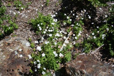 Renoncule à feuilles de platane Ranunculus platanifolius L., 1767