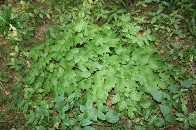Actée en épi, Herbe aux poux Actaea spicata L., 1753
