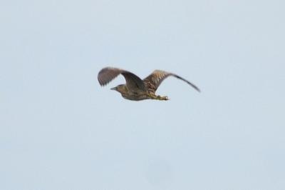 Butor étoilé Botaurus stellaris (Linnaeus, 1758)