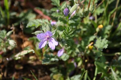 Érodium Bec-de-cigogne Erodium ciconium (L.) L'Hér., 1789