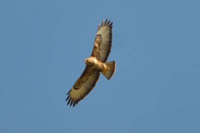 Buse variable Buteo buteo (Linnaeus, 1758)
