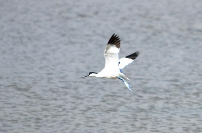 Avocette élégante Recurvirostra avosetta Linnaeus, 1758