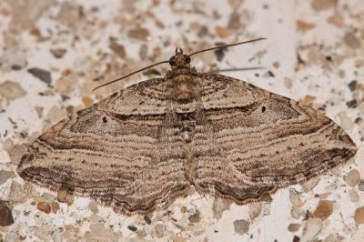 Phalène convexe (La) Costaconvexa polygrammata (Borkhausen, 1794)