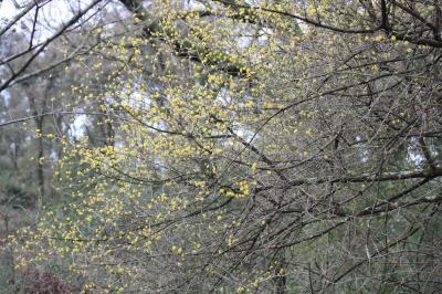 Cornouiller mâle, Cornouiller sauvage Cornus mas L., 1753