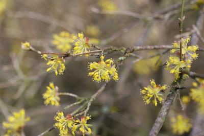 Cornouiller mâle, Cornouiller sauvage Cornus mas L., 1753