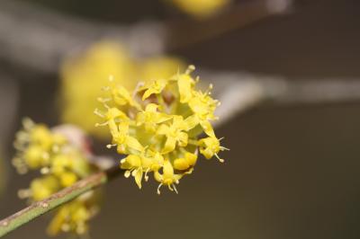 Cornouiller mâle, Cornouiller sauvage Cornus mas L., 1753